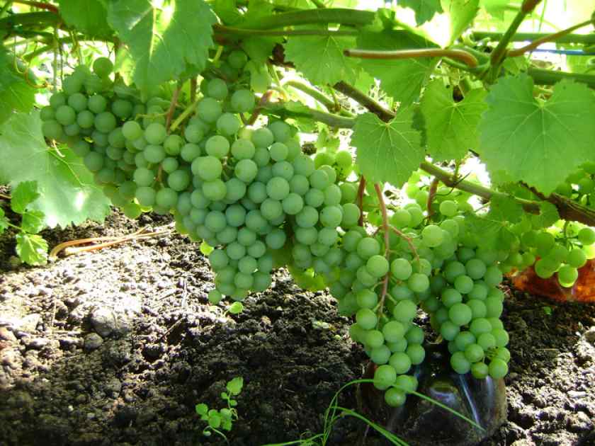 Лучшие сорта винограда в Белоруссии: Краса Севера