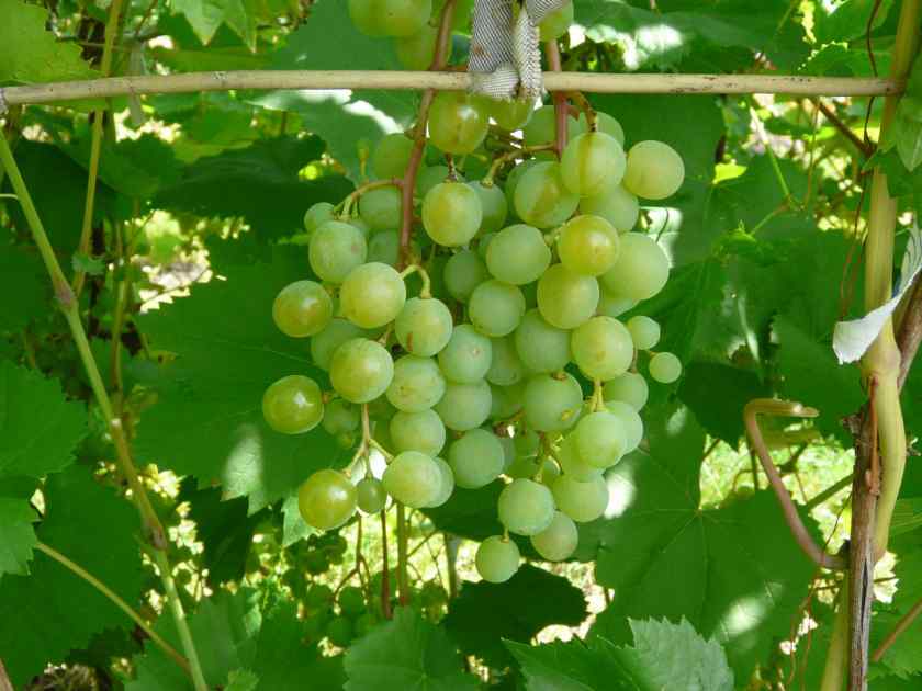Лучшие сорта винограда для Беларуси: Краса Севера
