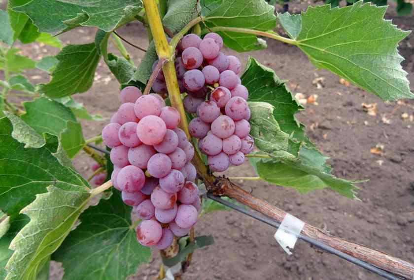 Лучшие сорта винограда: Соммерсет Сидлис