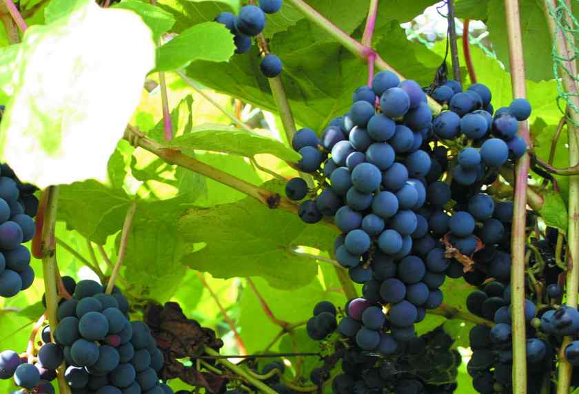 Лучшие сорта винограда: Зилга