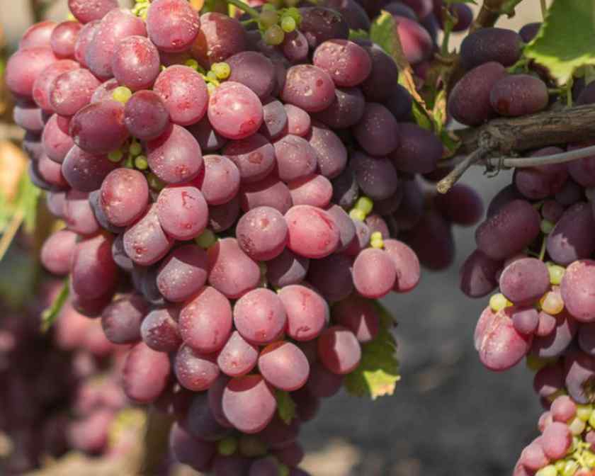 Лучшие сорта винограда в Беларуси: Минский розовый