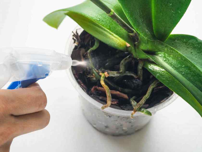 Правильная пересадка орхидеи в новый горшок