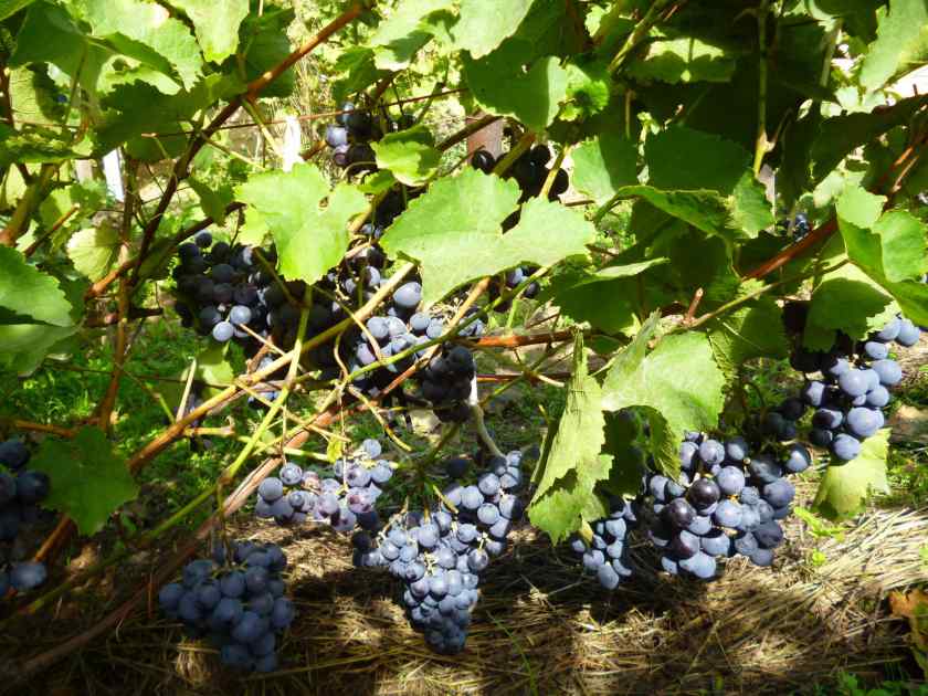 Лучшие сорта винограда для Белоруссии: Агат Донской