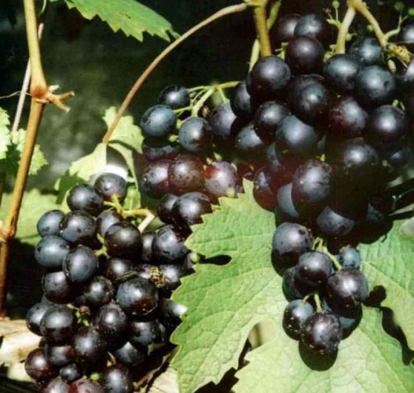 Лучшие сорта винограда в Беларуси: Космонавт