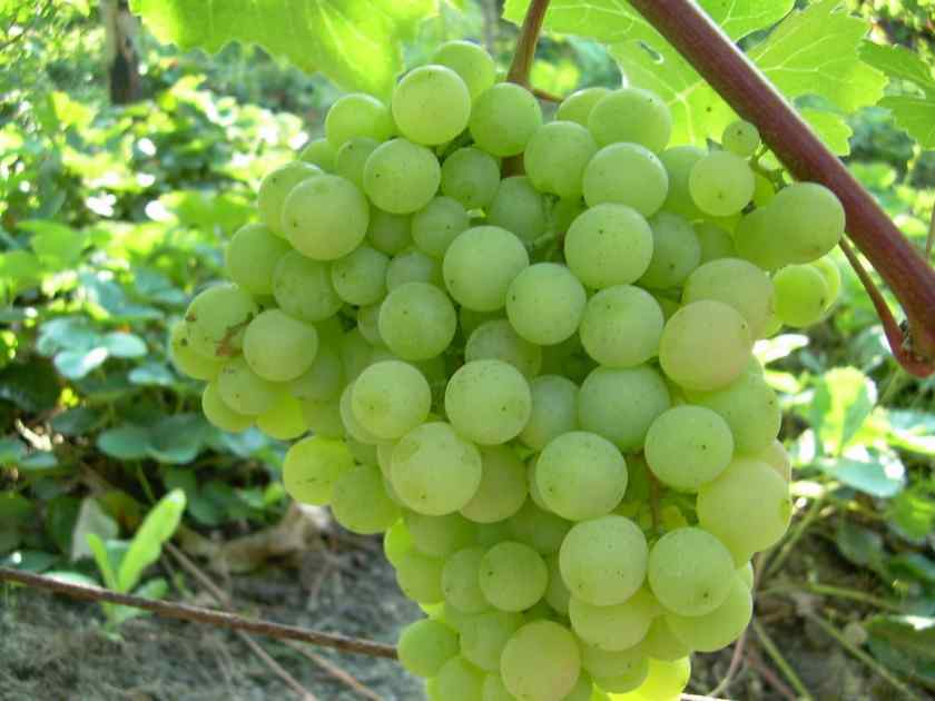 Лучшие сорта винограда в Белоруссии: Супага